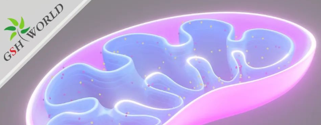 ATP——维持生命的能量基础