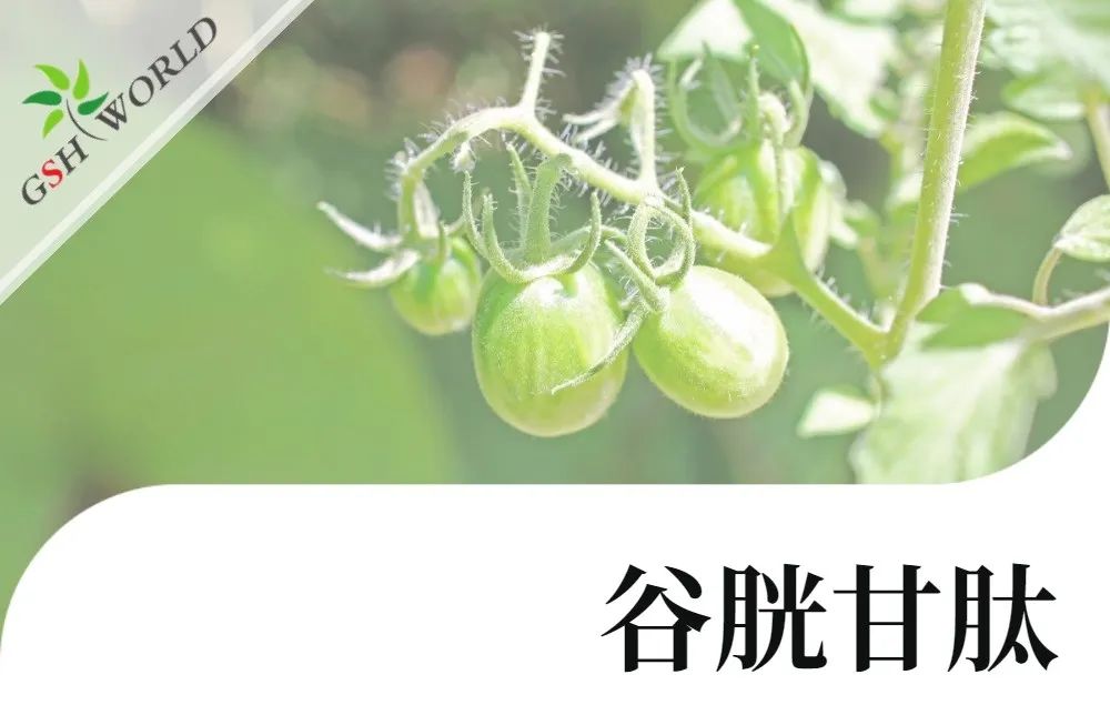 行业关注 - 谷胱甘肽可提高茄属茄品种低温胁迫的耐受性