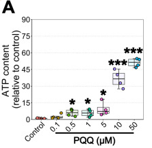 PQQ给药对体外ATP的影响