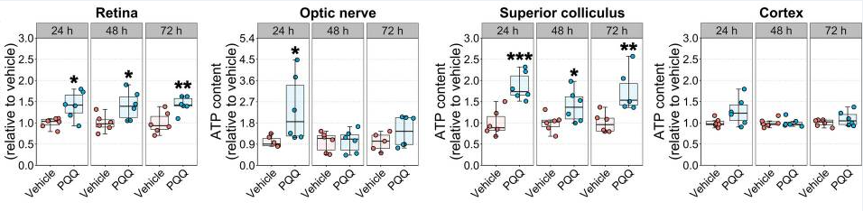 PQQ给药对体内视觉系统组织ATP水平的影响