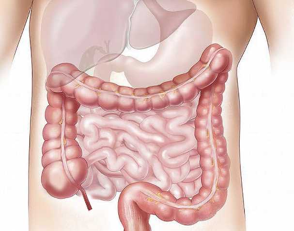 NMN在肠道健康中的作用