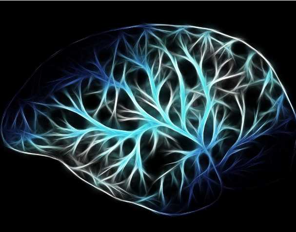 PQQ对大脑功能的影响