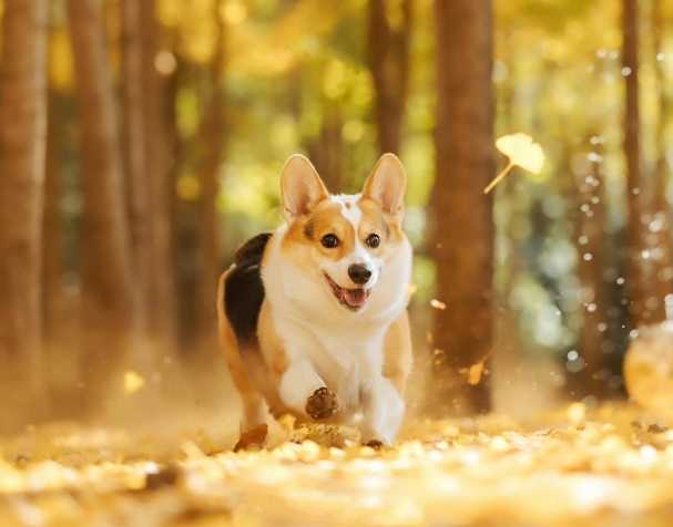 PQQ：改善认知与运动能力