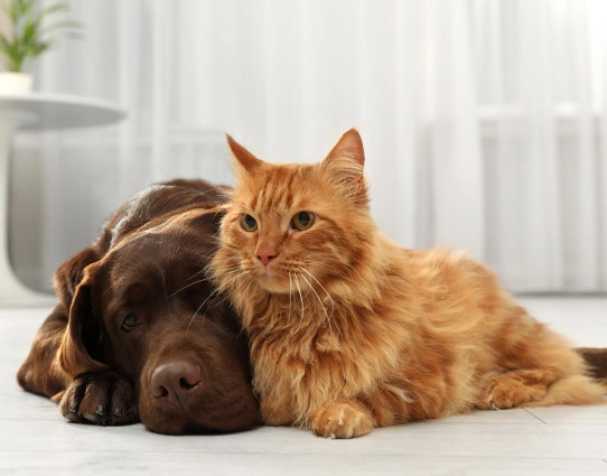 SAMe改善肝脏健康 SAMe改善肝脏健康