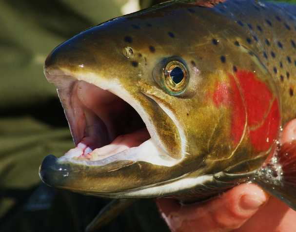 提升生长性能 提升生长性能