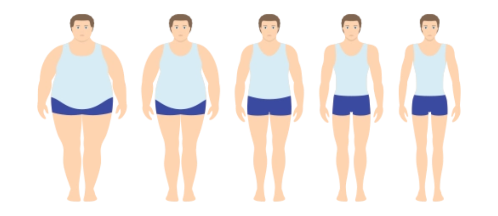 对肥胖“氧化应激-炎症”循环的阻断作用