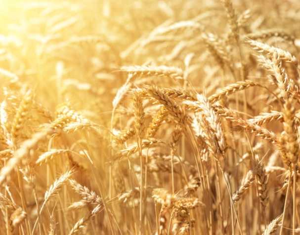 谷胱甘肽在多种非生物胁迫中的作用