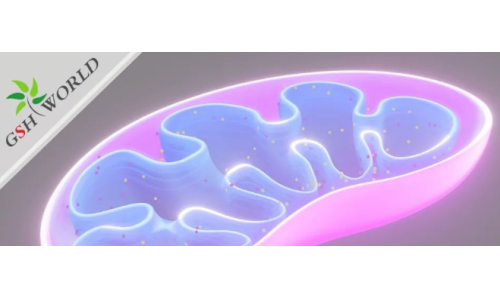 ATP——维持生命的能量基础