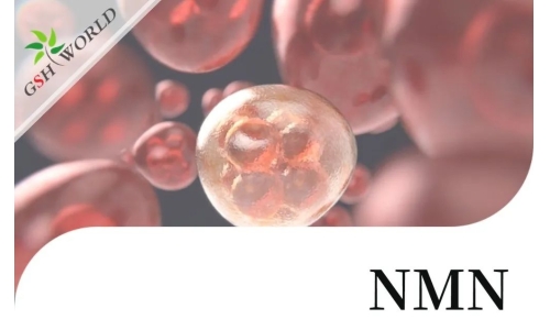 行业关注 - NMN改善 RPE 中碘酸钠引起的细胞衰老和炎症