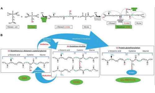 谷胱甘肽在炎症中的作用